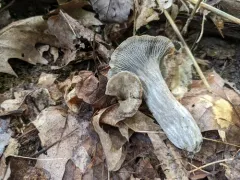 Craterellus foetidus thumbnail 3