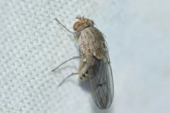 Curtonotum helvum thumbnail 3
