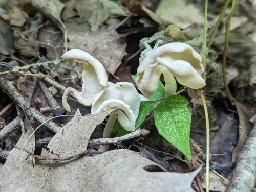 Helvella stevensii