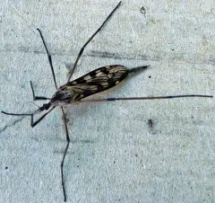 Eutonia marchandi thumbnail 1