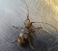 Oak Branch Borer thumbnail 4