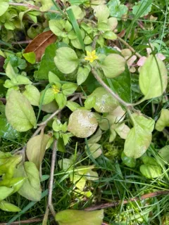 miniature moneywort thumbnail 3