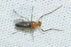 Clinotanypus pinguis thumbnail 3