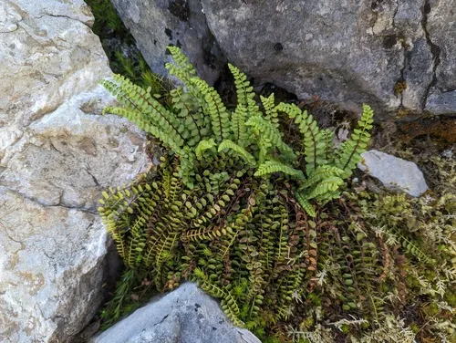 adulterated spleenwort