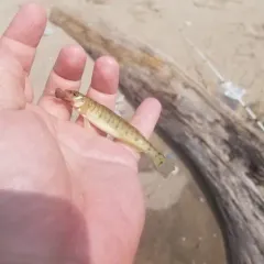 Common Logperch thumbnail 4