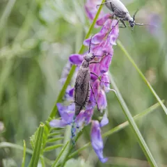 Ashgray blister beetle thumbnail 3