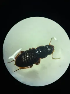Harpalus cordifer thumbnail 4