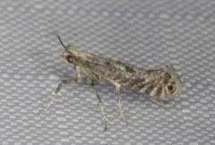 Parornix dubitella thumbnail 2