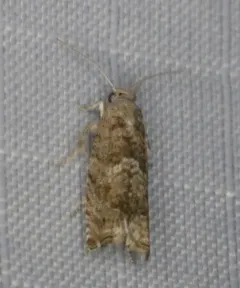 Birch Shootworm Moth thumbnail 3