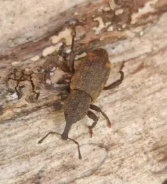 Steremnius carinatus thumbnail 3