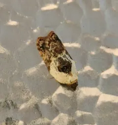 Garden Rose Tortrix thumbnail 3
