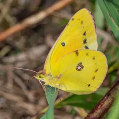 Orange Sulphur thumbnail 4