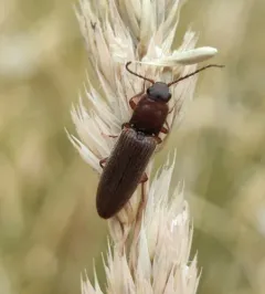 Red-bellied Click Beetle thumbnail 2