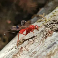 Pristaulacus foxleei thumbnail 2