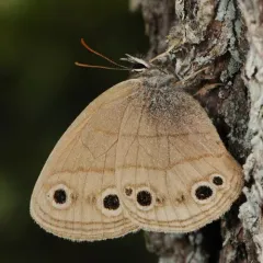 Little Wood Satyr thumbnail 1