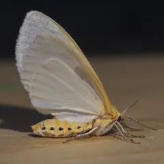 Delicate Cycnia Moth thumbnail 3