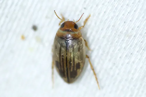 Hygrotus nubilus