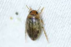 Hygrotus nubilus thumbnail 1