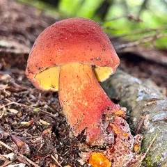 two-colored bolete thumbnail 3