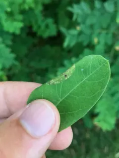 Sinoe robiniella thumbnail 3