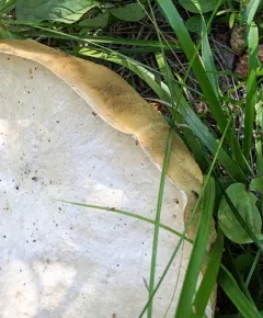 Barrow's Bolete thumbnail 2