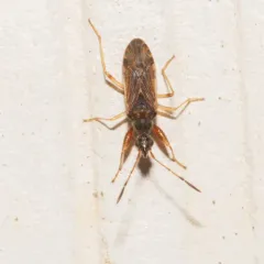 Eastern Heraeus Seed Bug thumbnail 3