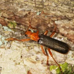 Rotund-collared Soldier Beetle thumbnail 4