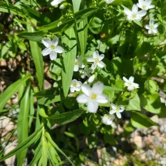 Heartleaf Springbeauty thumbnail 2