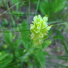 Wallowa paintbrush thumbnail 4