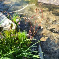 Brook Saxifrage thumbnail 4