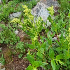 poke knotweed thumbnail 3