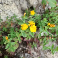 Scouler's St. John's wort thumbnail 4