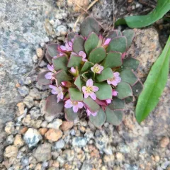 alpine springbeauty thumbnail 4