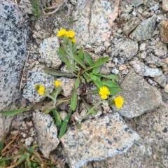 Slender Hawkweed thumbnail 4
