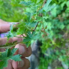 mountain gooseberry thumbnail 3