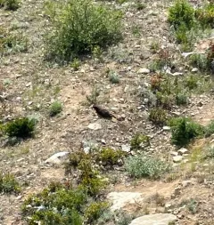 Vancouver Island Marmot thumbnail 4
