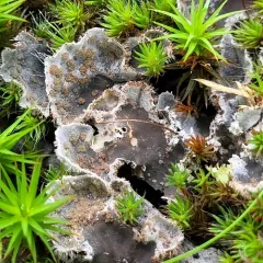 sheepish pelt lichen thumbnail 3
