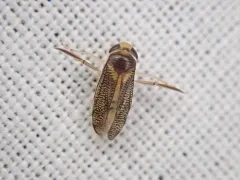 Trichocorixa sexcincta thumbnail 3