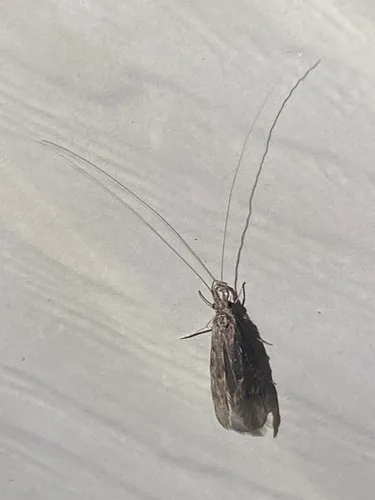 Ashy Long-horned Caddisfly
