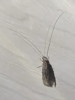 Ashy Long-horned Caddisfly thumbnail 1