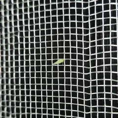 Potato Leafhopper thumbnail 2