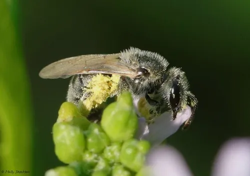 Lasioglossum marinum