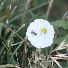 Tripartite Sweat Bee thumbnail 2