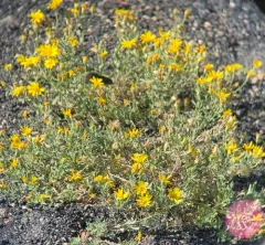 Heterotheca depressa thumbnail 4