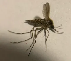Eastern Saltmarsh Mosquito thumbnail 2
