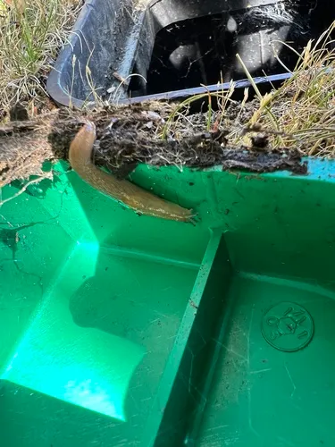 Chestnut Slug