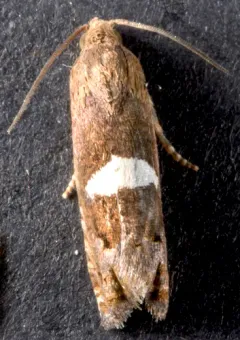 Epiblema gibsoni thumbnail 3