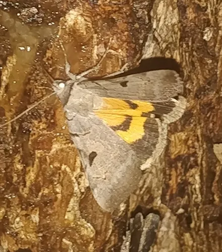 Married Underwing