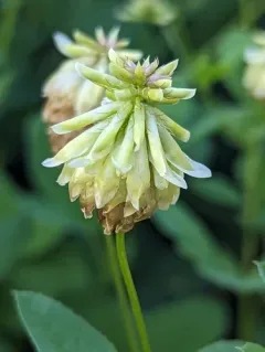 Howell's clover thumbnail 2