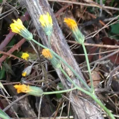 Smooth hawksbeard thumbnail 1
